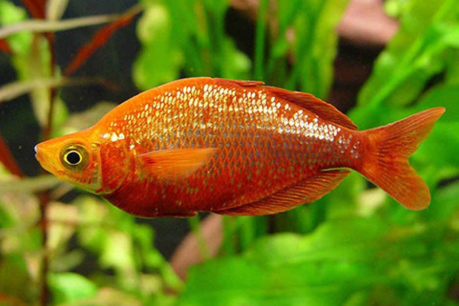 Poisson arc-en-ciel rouge