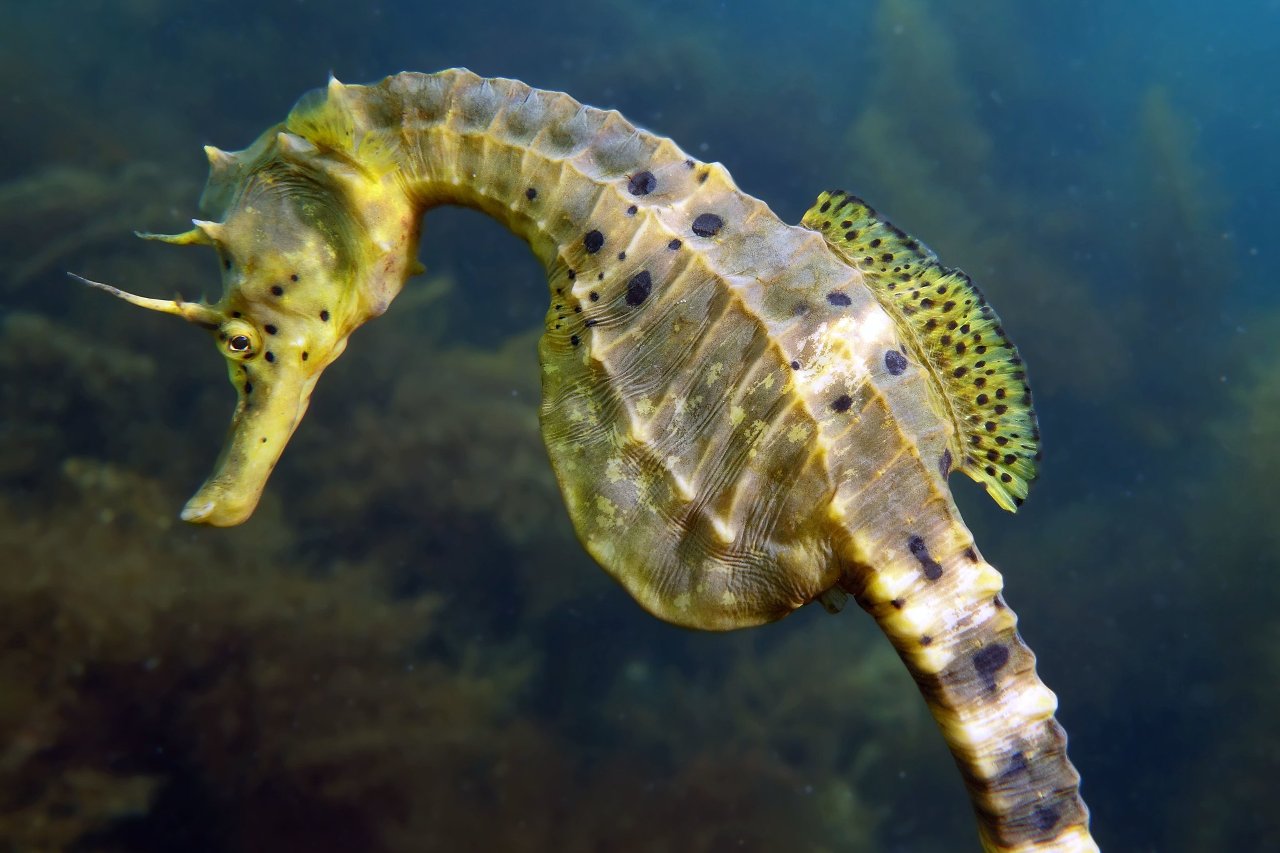 Hippocampe à gros ventre