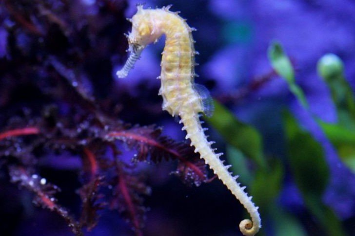 Hippocampe de Barbour