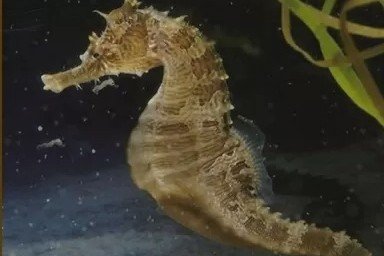 Hippocampe rayé