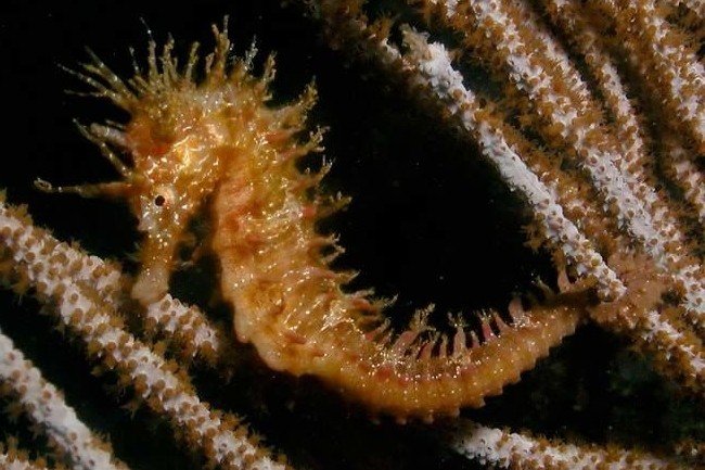 Hippocampe moucheté
