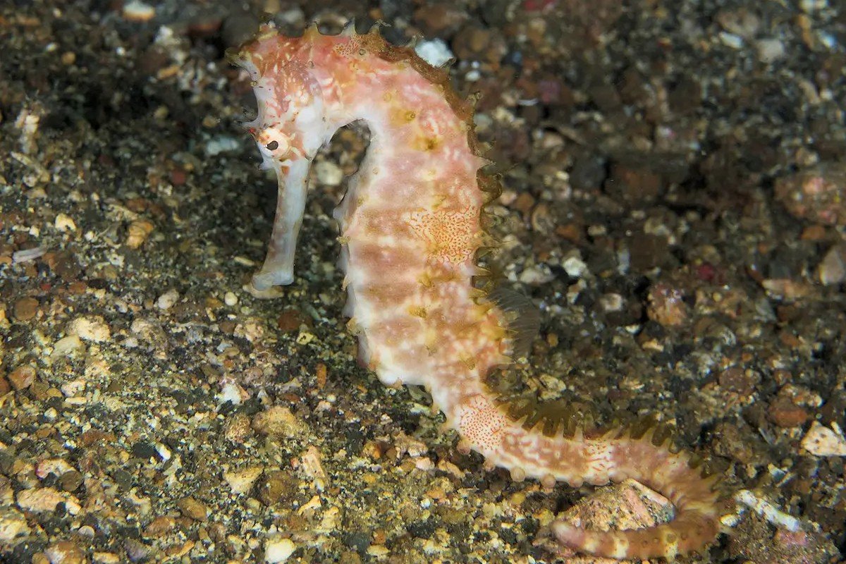 Hippocampe hérissé