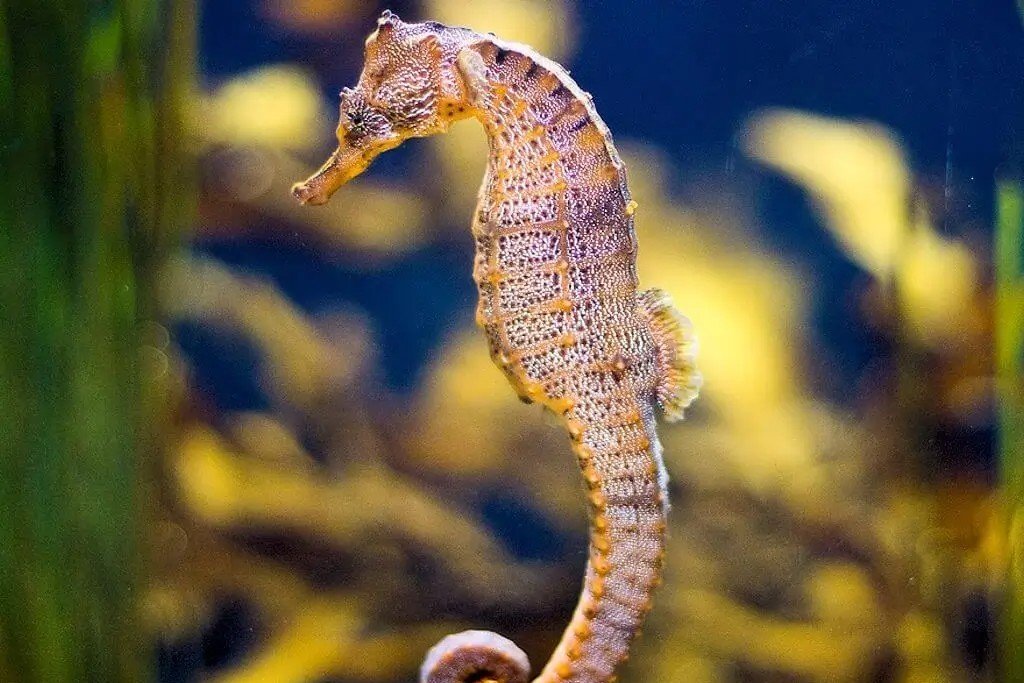 Hippocampe géant du Pacifique