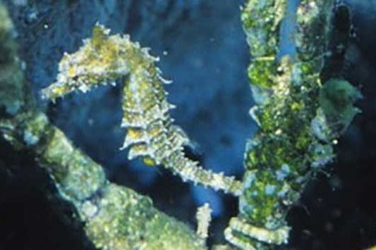 Hippocampe nain