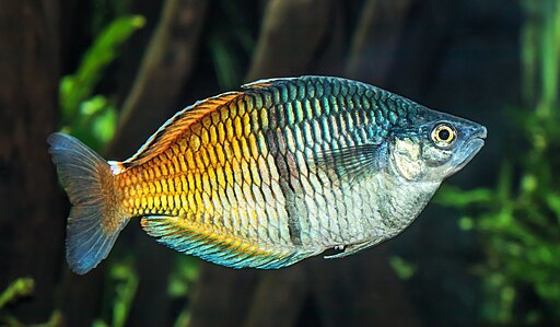 Arc-en-ciel Boeseman