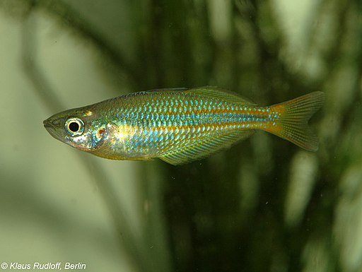 Arc-en-ciel du Lac Tebera