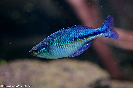 Arc-en-ciel turquoise
