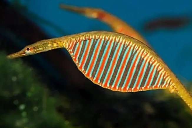 Poisson tuyau d'eau douce