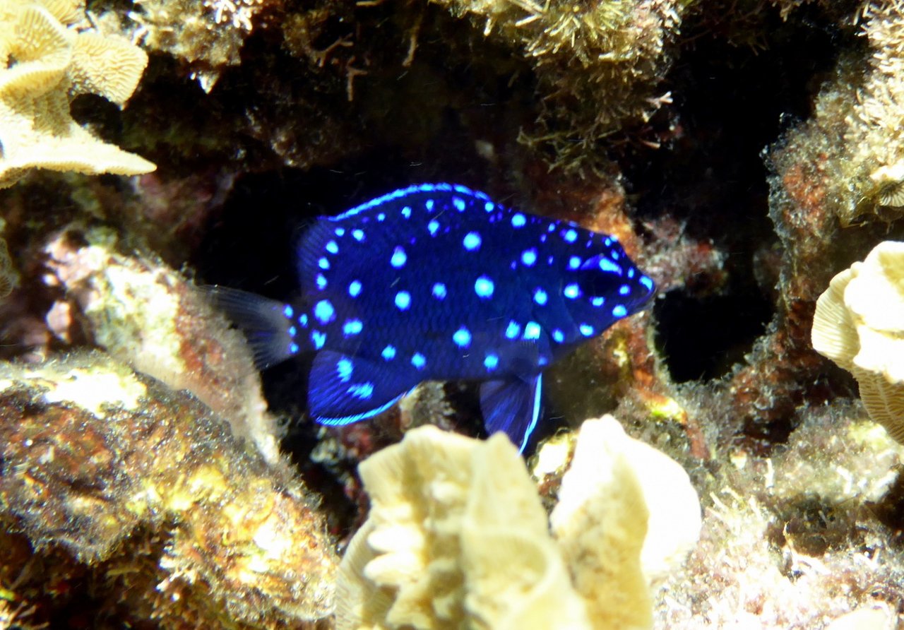 Demoiselle bijou