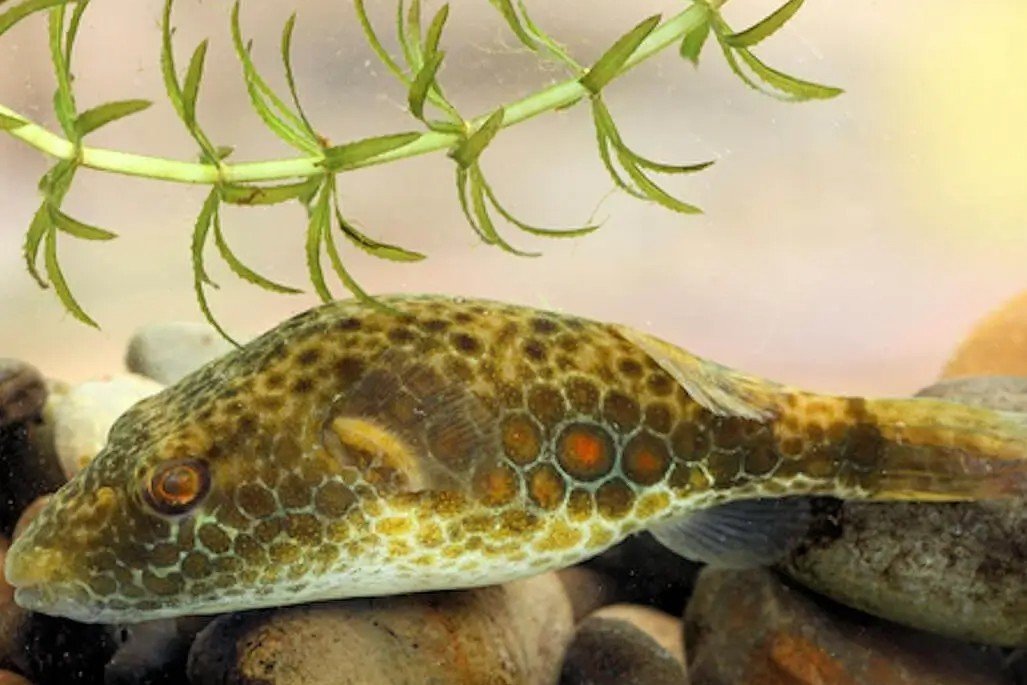 Tétraodon palustris