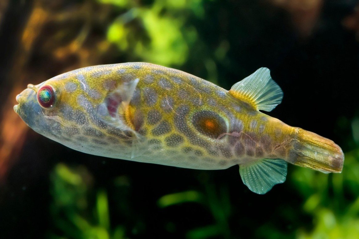 Tétraodon leiurus