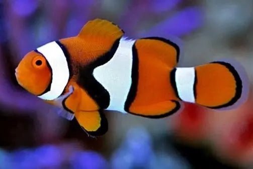 Poisson-clown du Pacifique