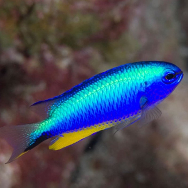 Demoiselle d’Andaman