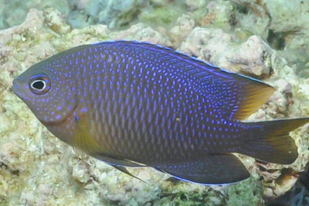 Demoiselle piquetée de Baensch