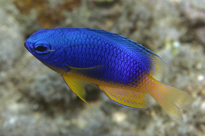 Demoiselle bleue