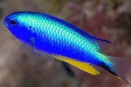 Pomacentrus micronesicus