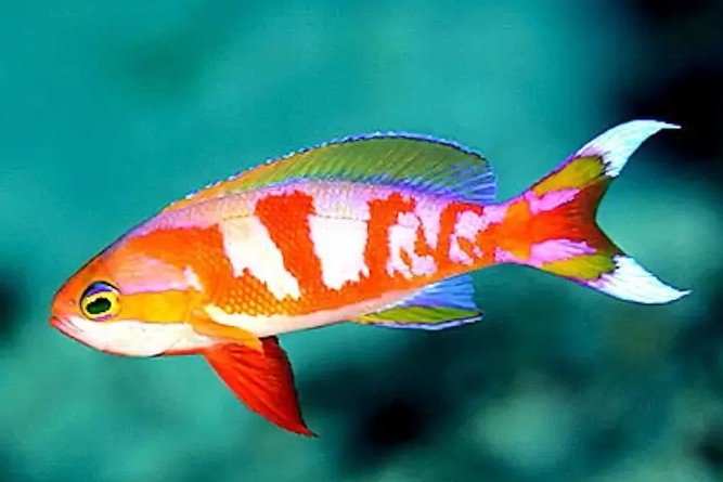 Pseudanthias calloura