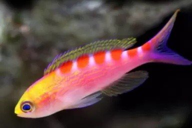 Red-saddled basslet