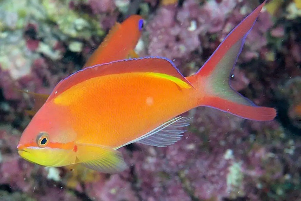 Anthias flamme
