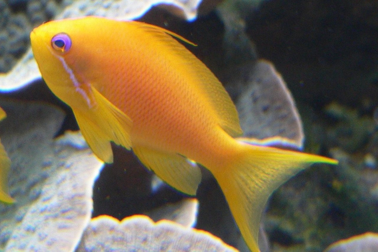 Pseudanthias privitera