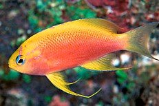 Pseudanthias ventralis var. hawaiiensis