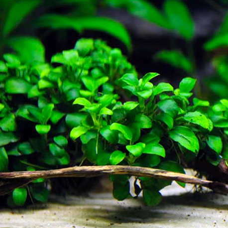 Anubias barteri var. nana