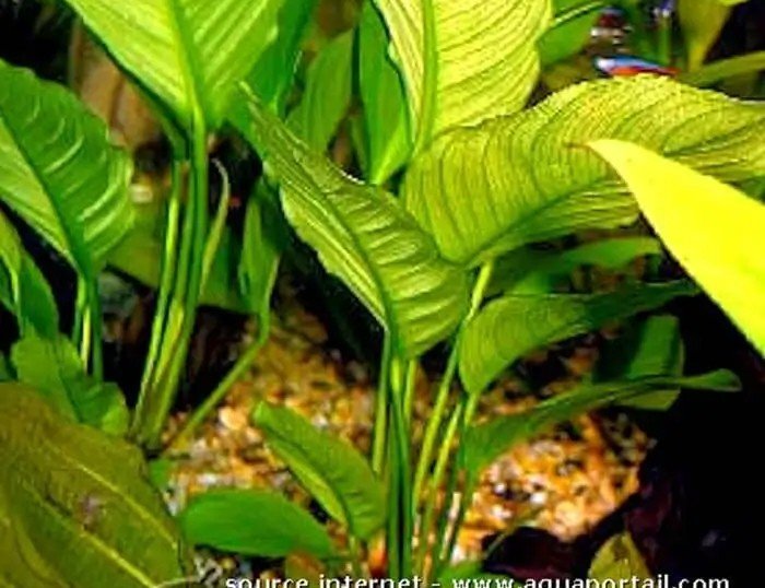 Anubias affinis