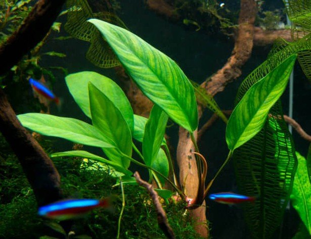 Anubias afzelii