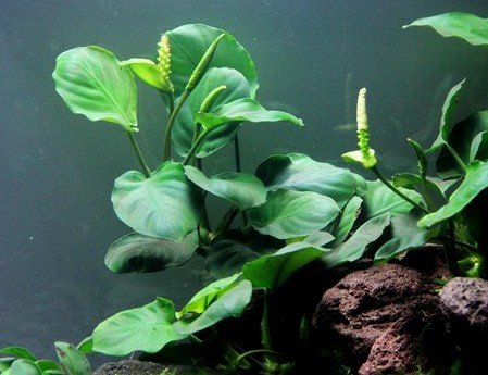 Anubias barteri var. barteri