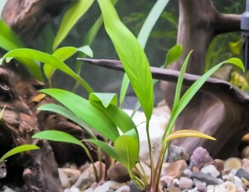 Anubias congensis