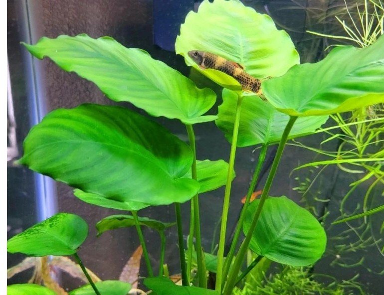 Anubias gigantea