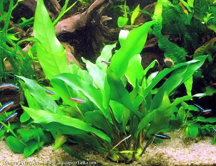 Anubias minima