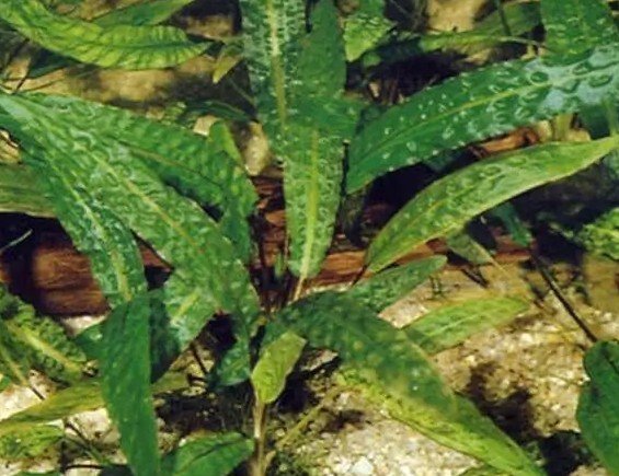 Cryptocoryne affinis
