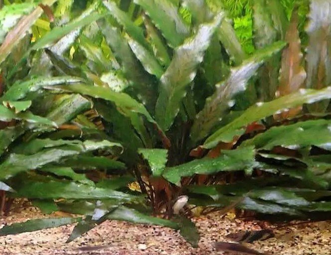 Cryptocoryne beckettii