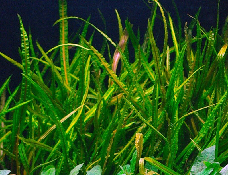 Cryptocoryne crispatula var. balansae