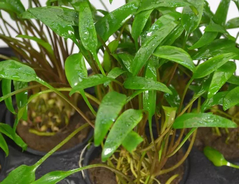 Cryptocoryne lucens