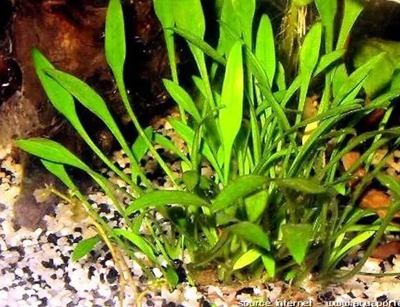 Cryptocoryne parva