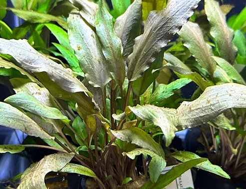Cryptocoryne undulata