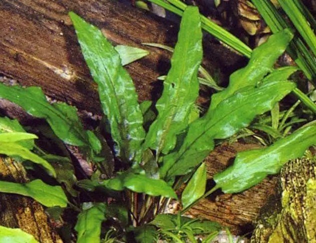 Cryptocoryne walkeri
