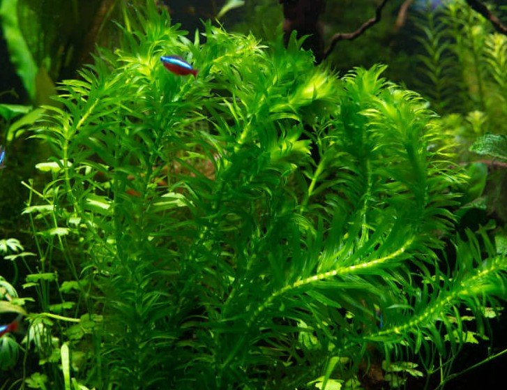 Egeria densa