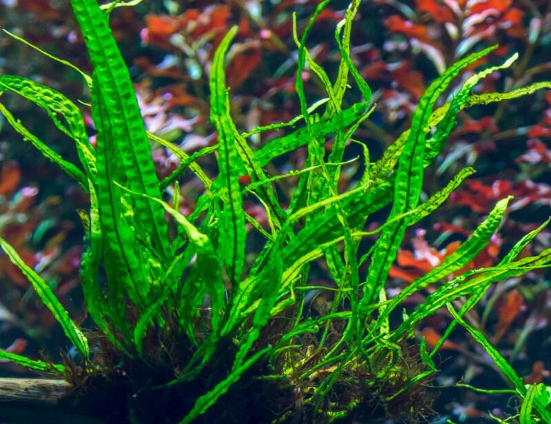 Microsorum pteropus var. Narrow Leaf