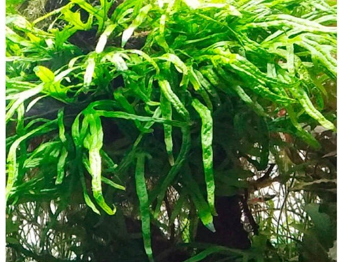 Microsorum pteropus var. Trident