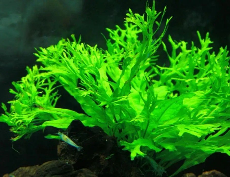 Microsorum pteropus var. Windelov