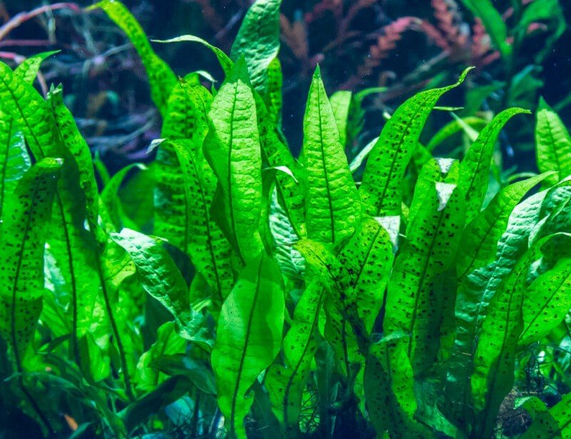 Microsorum pteropus