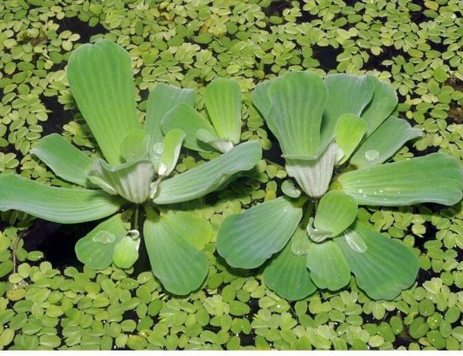 Pistia stratiotes