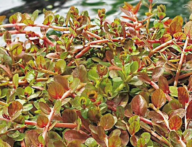 Rotala indica