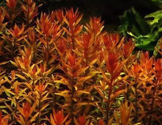 Rotala macrandra