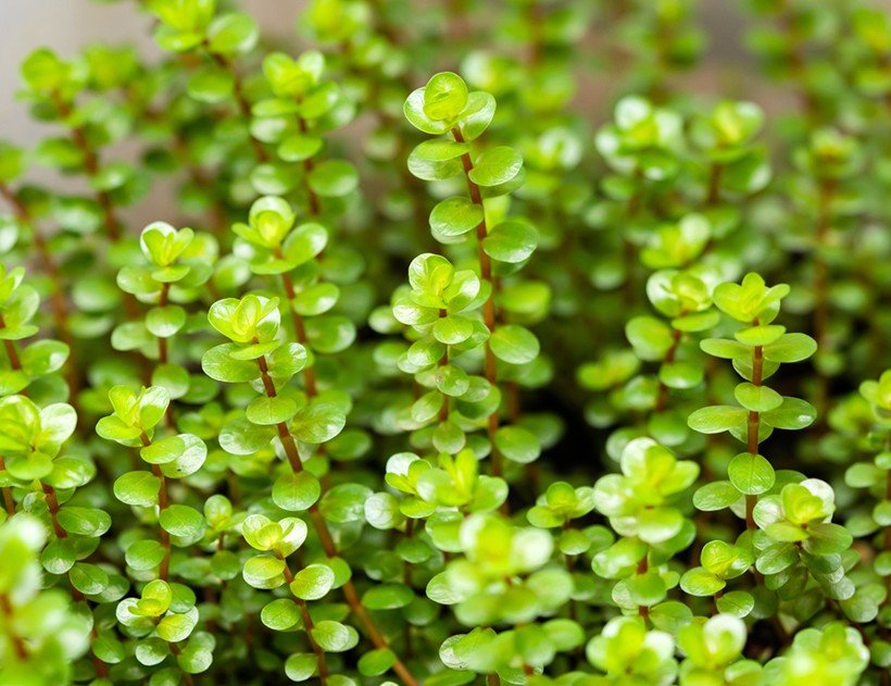 Rotala rotundifolia
