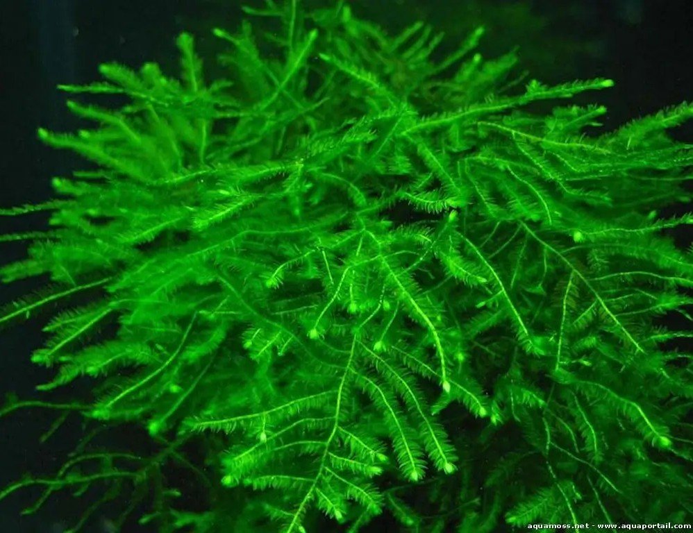 Taxiphyllum sp. spiky