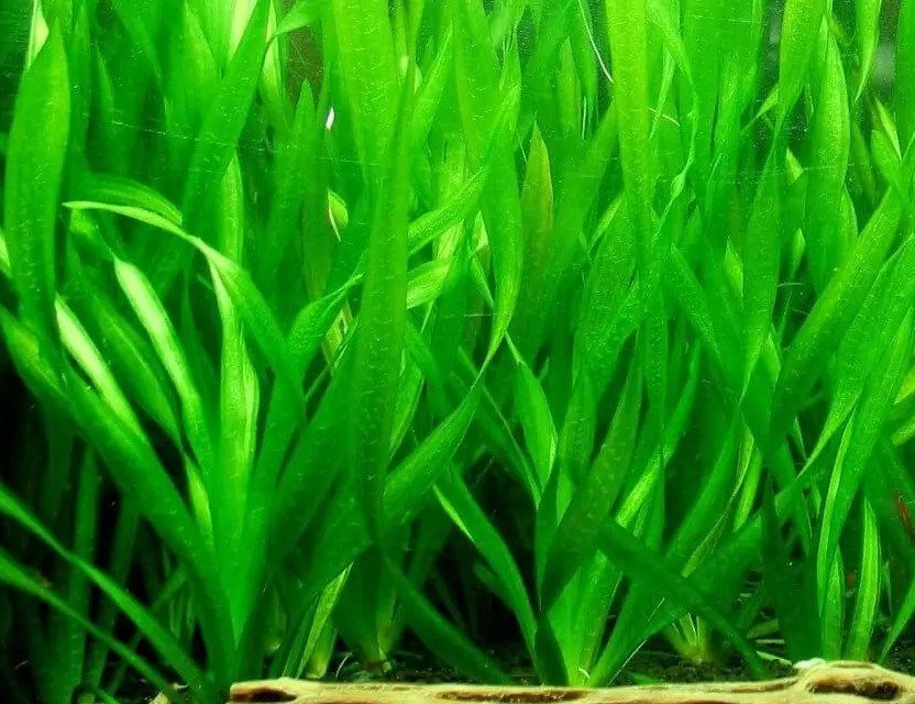 Vallisneria americana